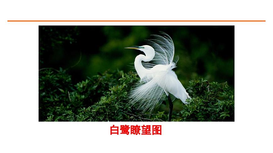 1 白鷺 課件-部編版語文五年級上冊第8頁