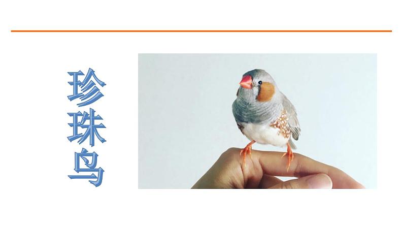 4 珍珠鸟 课件-部编版语文五年级上册第2页