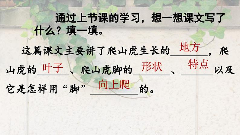 爬山虎的脚第二课时课件PPT02