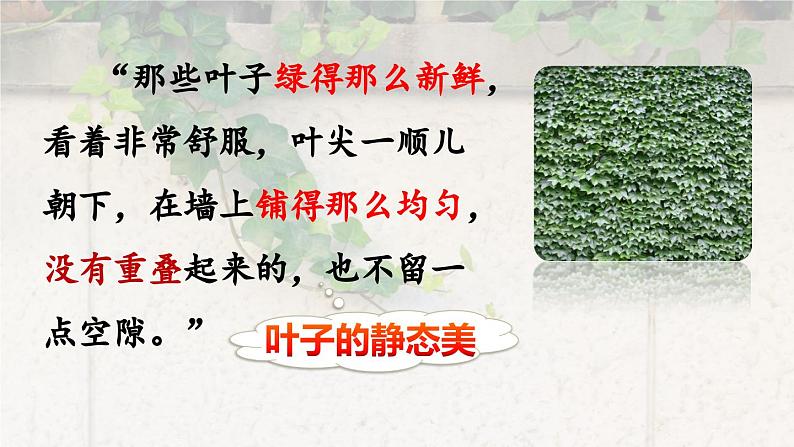 爬山虎的脚第二课时课件PPT06