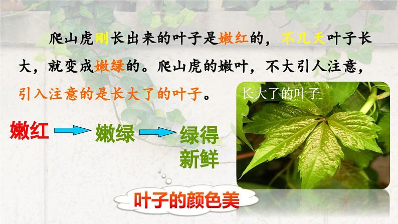 爬山虎的脚第二课时课件PPT07