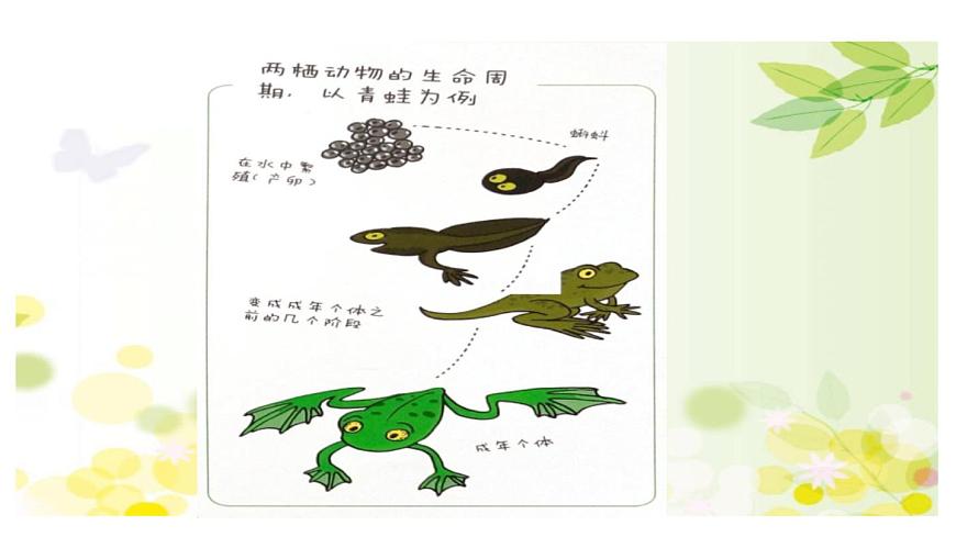 青蛙寫詩PPT課件5第5頁