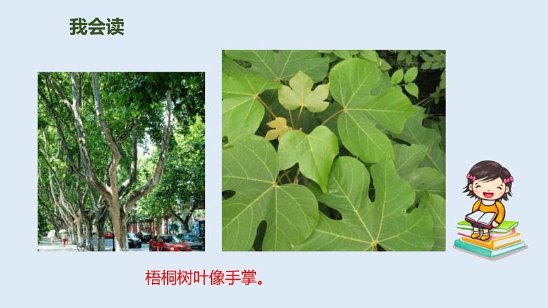 树之歌PPT课件2第4页