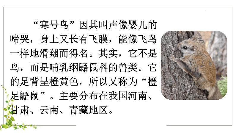 寒号鸟PPT课件703