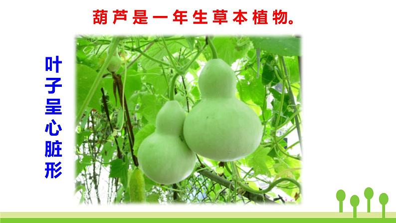 我要的是葫芦PPT课件803