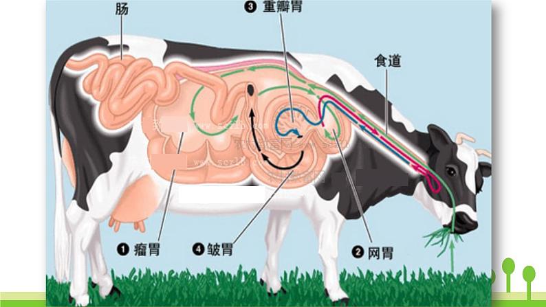 在牛肚子里旅行PPT课件7第7页