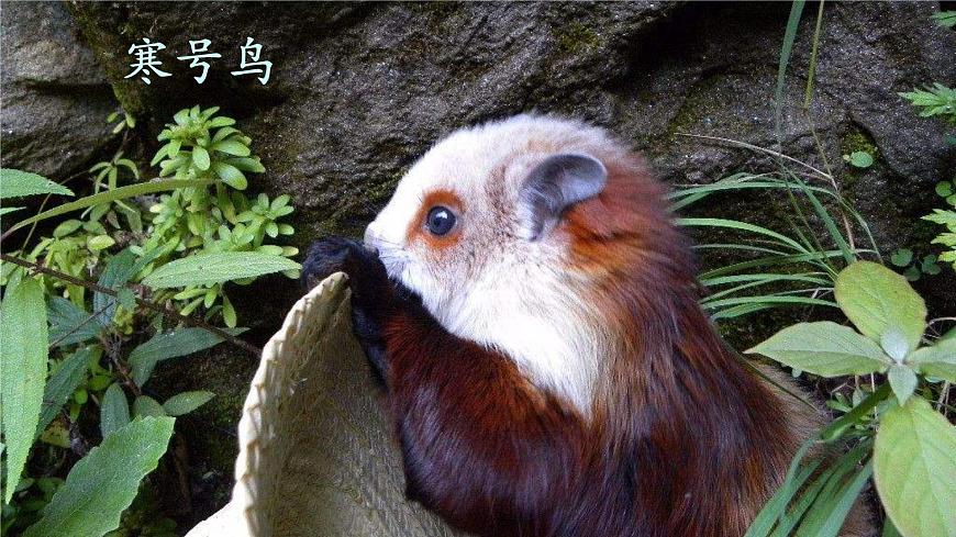 人教統(tǒng)編版小學(xué)語文二年級上冊《13 寒號鳥》課堂教學(xué)課件PPT公開課第3頁
