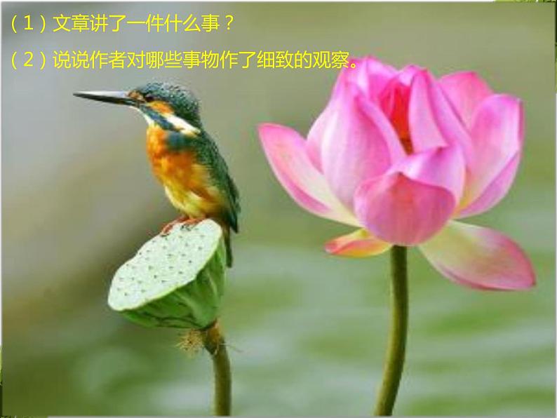 部编版语文三年级上册《搭船的鸟》PPT课件第3页