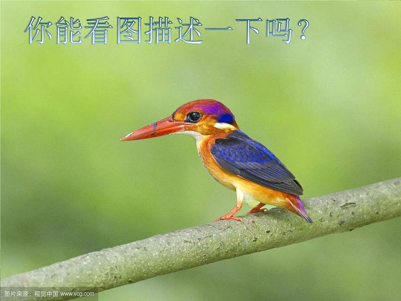 部编版语文三年级上册《搭船的鸟》PPT课件第5页