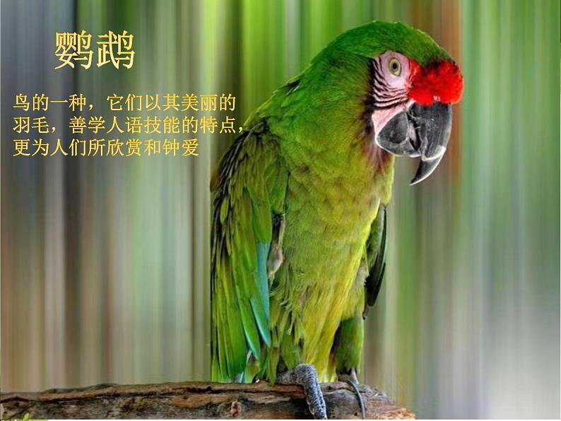 部编版语文三年级上册《搭船的鸟》PPT课件第6页