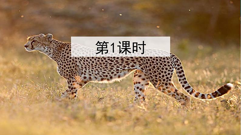 金坛区部编版五年级语文上册第7课《什么比猎豹的速度更快》课件(含2课时)第3页