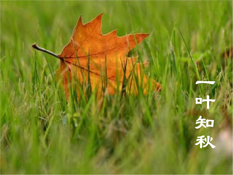 4《赠刘景文》(课件)三年级上册语文部编版05