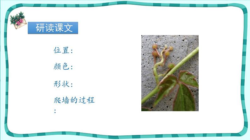 爬山虎的脚PPT课件7第3页
