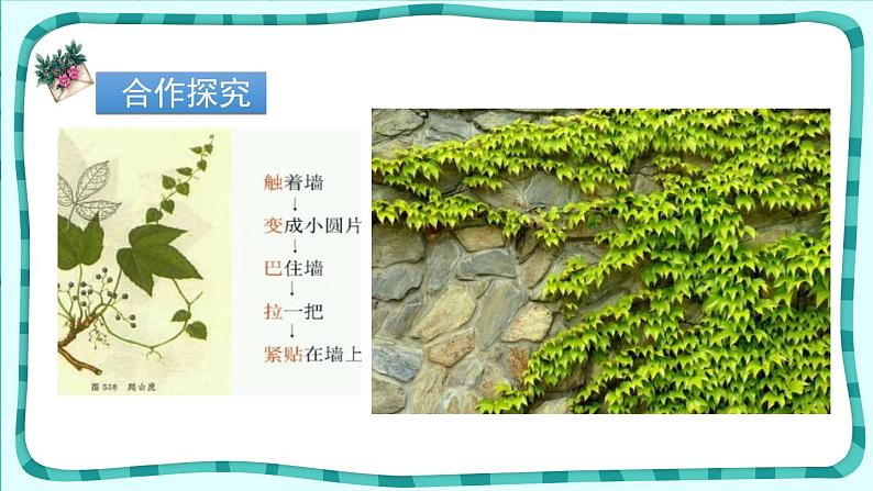爬山虎的脚PPT课件7第5页