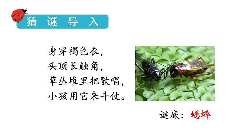 统编版三年级语文上册第三单元10 在牛肚子里旅行课件PPT02