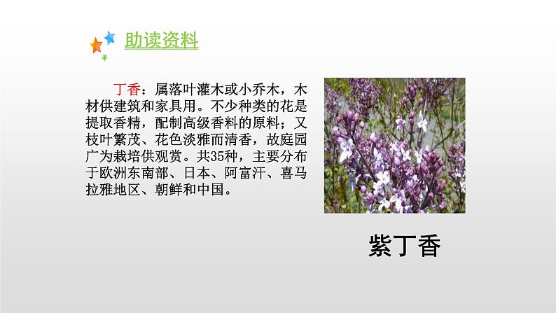 丁香结PPT课件5第3页