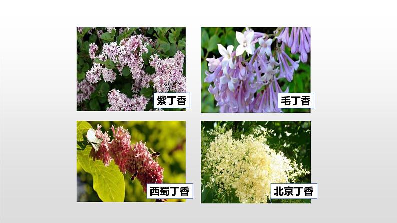 丁香结PPT课件5第4页