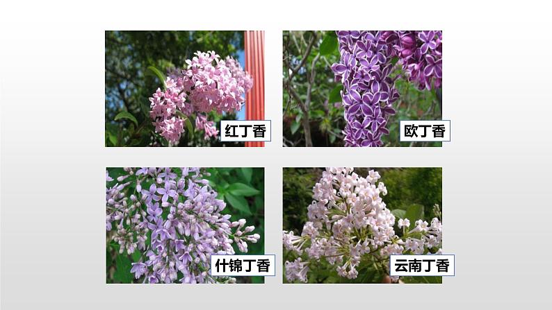 丁香结PPT课件5第5页