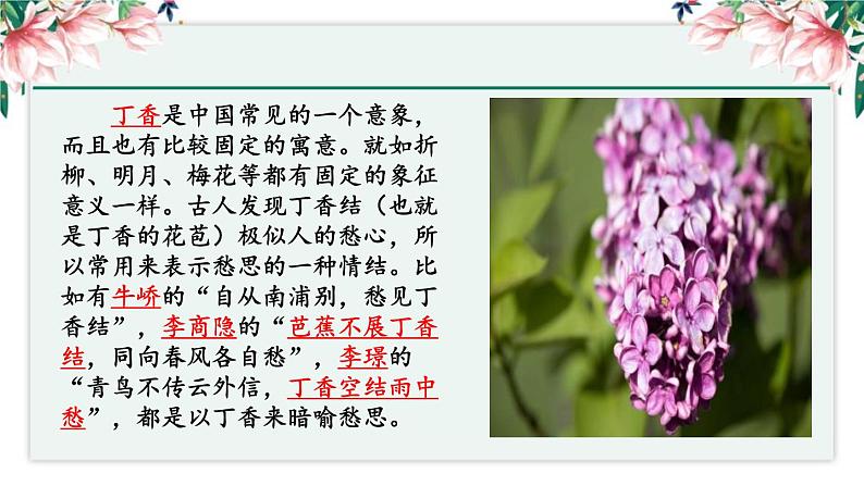 丁香结PPT课件403