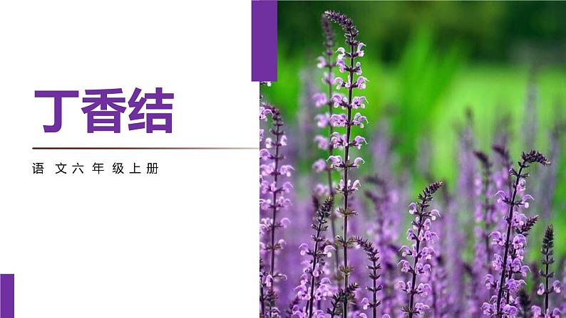 丁香结PPT课件7第1页