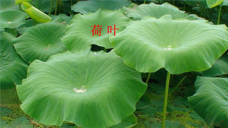 13 荷叶圆圆 课件第1页