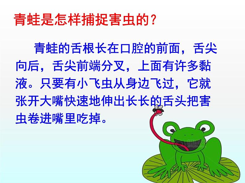 部编版(五四制)语文一年级下册 3 小青蛙 课件第4页
