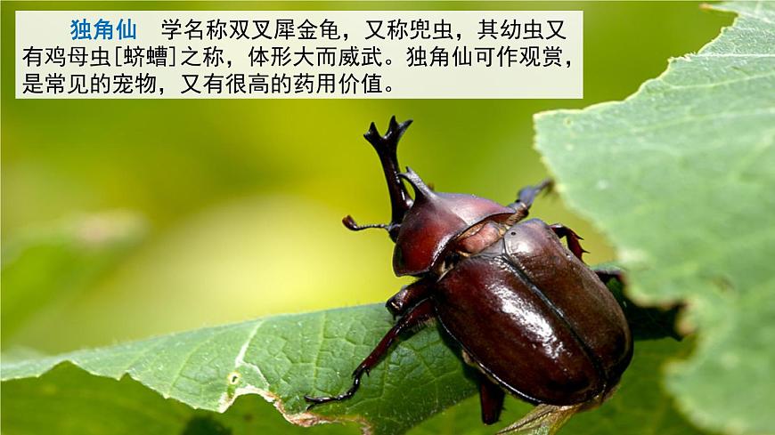 鏈接3：獨(dú)角仙第1頁