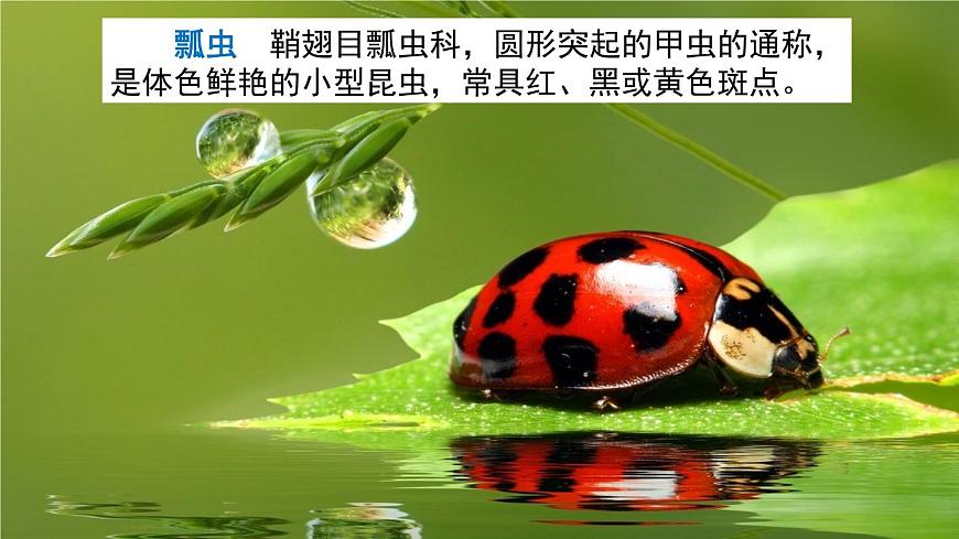 鏈接2：瓢蟲第1頁