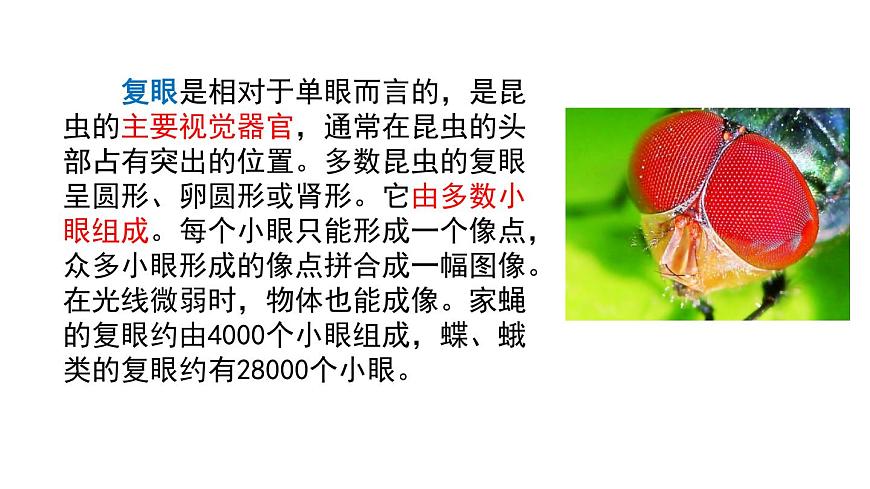 鏈接1：復(fù)眼第1頁