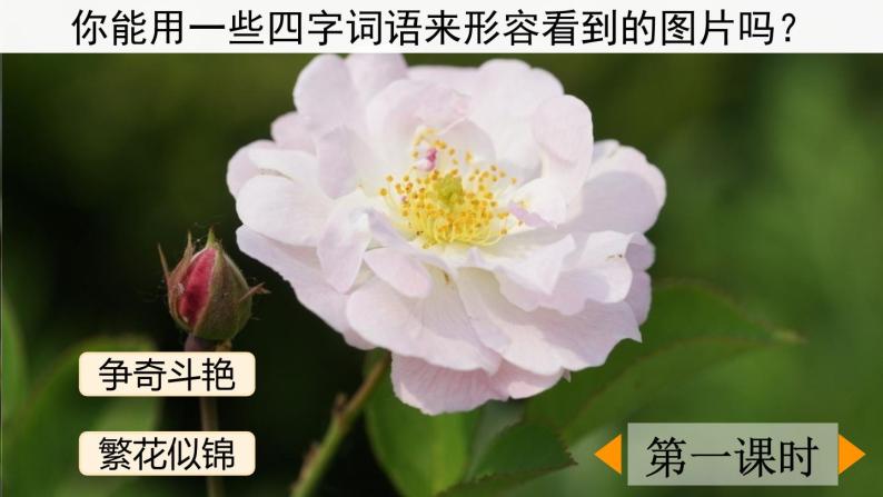 【核心素养】部编版小学语文三年级下册 13 花钟  课件+教案+同步练习（含教学反思）02