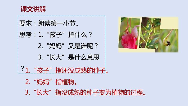 部编版二年级语文上册课件 第一单元 课文3《植物妈妈有办法》08