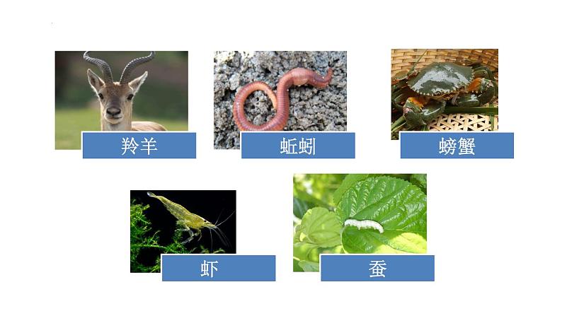 统编版语文二年级上册语文园地八(课件)05