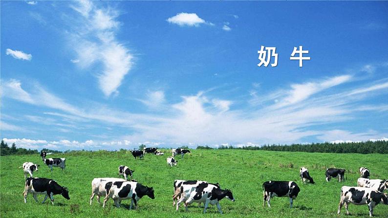 部编版语文五年级下册 19 牧场之国(第一课时)课件第3页