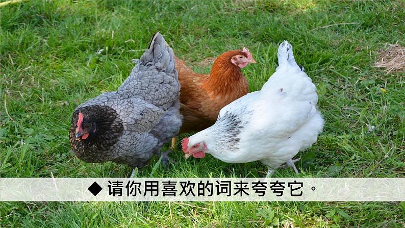 部编版语文四年级下册 14 母鸡(第二课时) 课件第2页