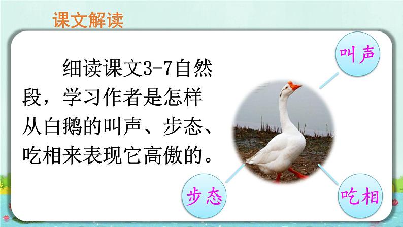 部编版语文四年级下册 15 白鹅(第二课时) 课件第3页