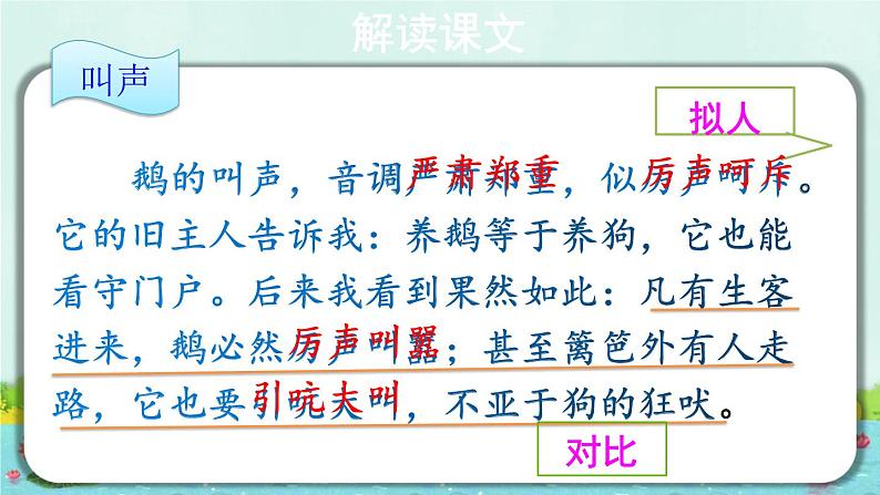 部编版语文四年级下册 15 白鹅(第二课时) 课件第5页