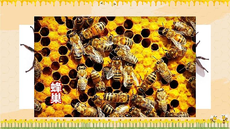 部编版语文三年级下册 14 蜜蜂(第一课时) 课件04
