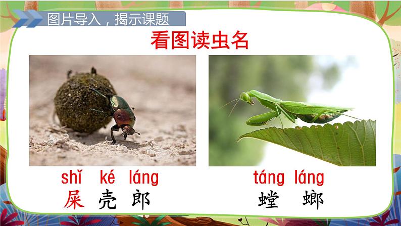 【核心素养】部编版语文二下 11《我是一只小虫子》课件+教案+音视频素材04
