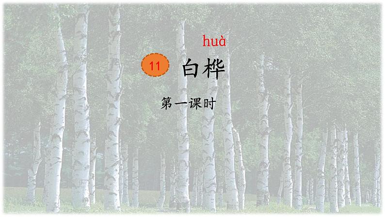11《11 白桦》第一课时课件PPT第1页