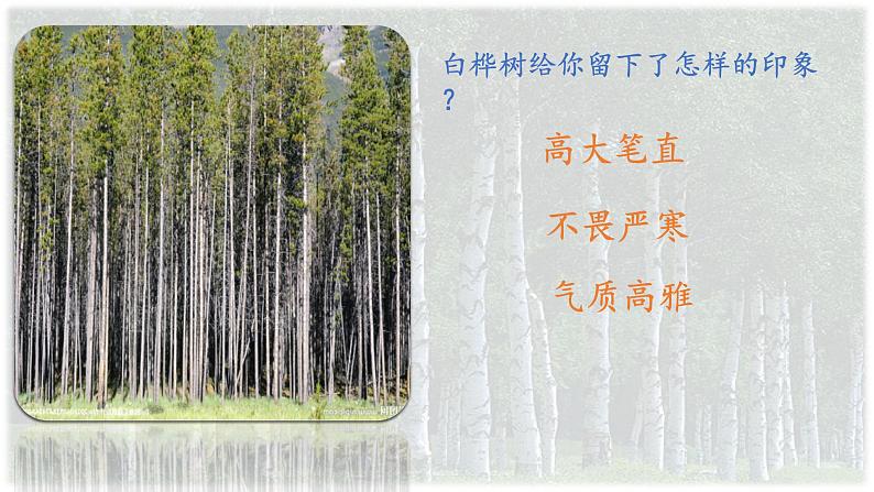 11《11 白桦》第一课时课件PPT第8页