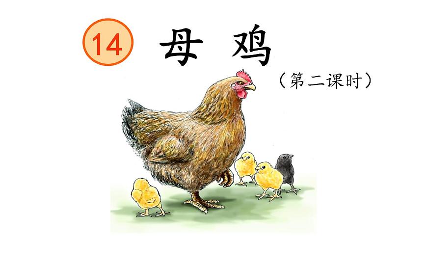 14  《母雞》第二課時課件PPT第1頁