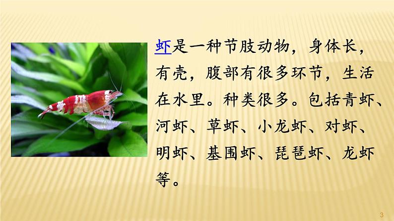 部编三年级下册《小虾》 课件03
