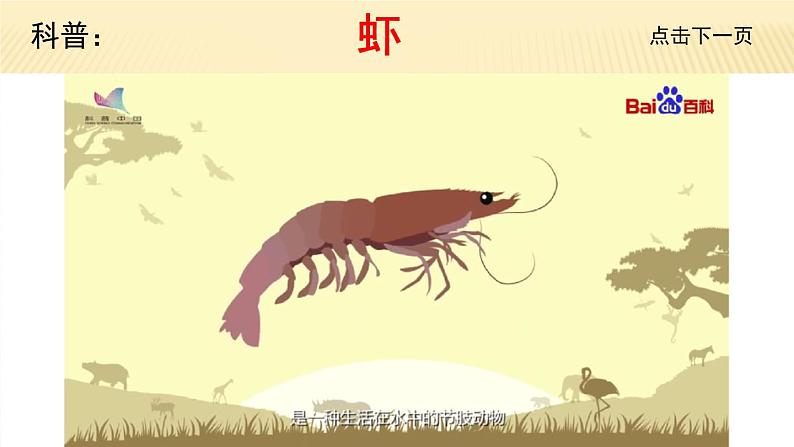 部编三年级下册《小虾》 课件04