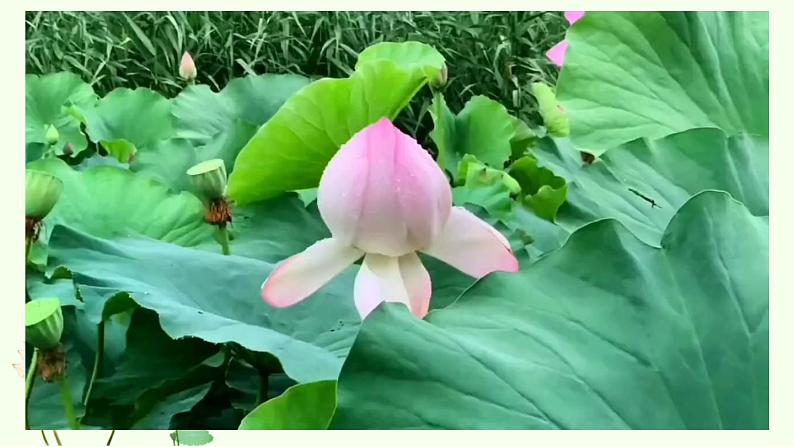 统编版语文三年级下册《3.荷花》(课件)第4页