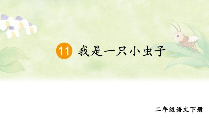 部编版小学语文二下11 我是一只小虫子课件+教案06