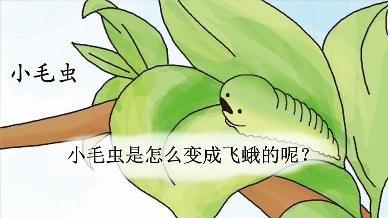 部编版小学语文二下22 小毛虫课件+教案02
