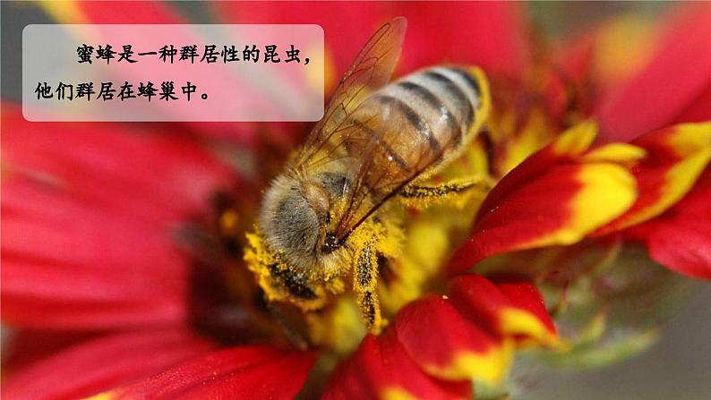 部编版语文三年级下册 第十四课《蜜蜂》(第一课时) 同步课件+同步教案04