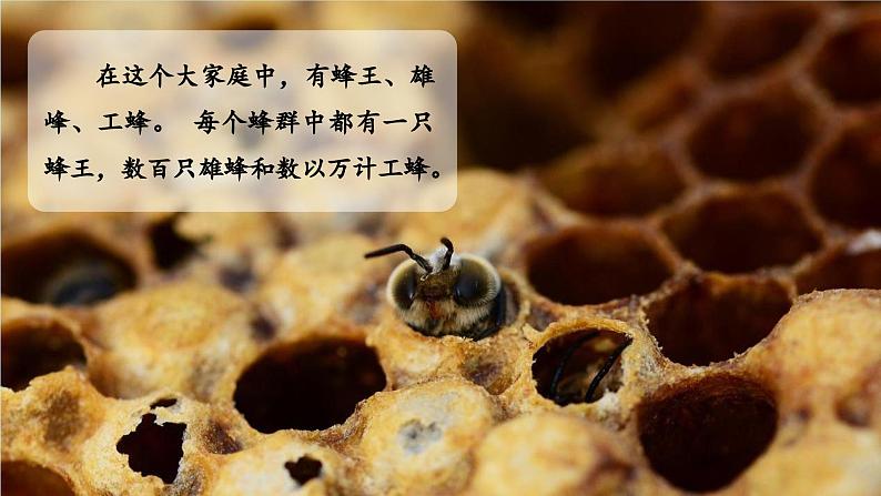 部编版语文三年级下册 第十四课《蜜蜂》(第一课时) 同步课件+同步教案05