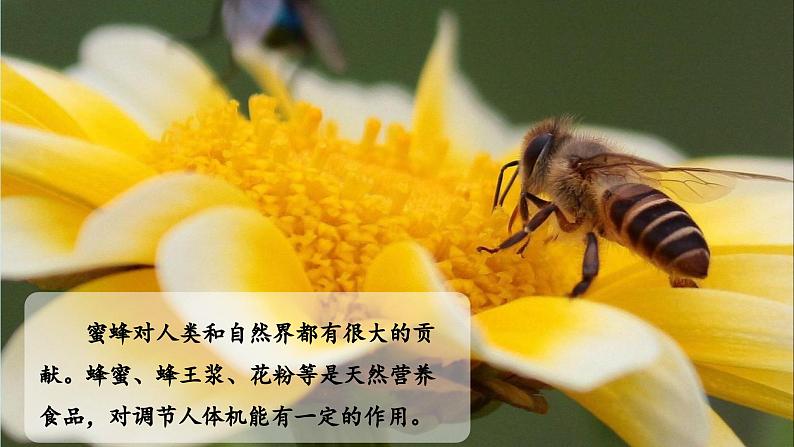 部编版语文三年级下册 第十四课《蜜蜂》(第一课时) 同步课件+同步教案06