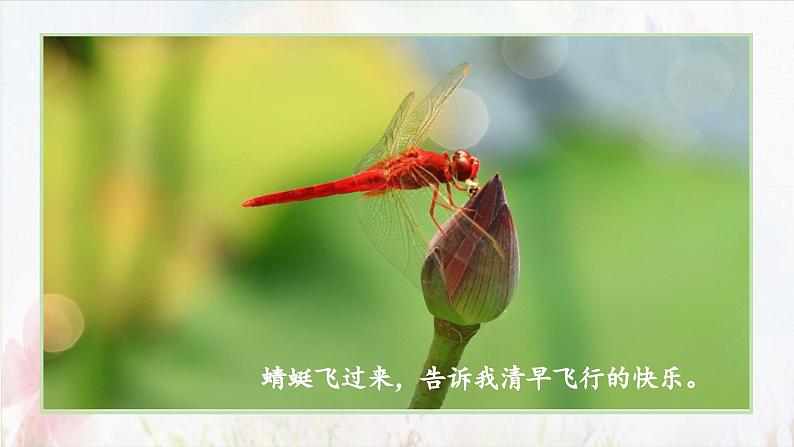 部编版语文三年级下册 第三课《荷花》(第二课时) 同步课件+同步教案08